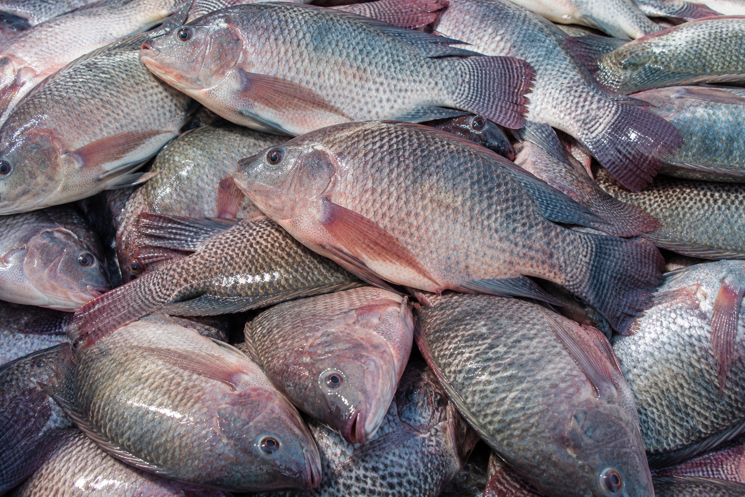 Poissons JSG